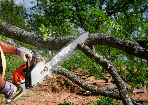 How Our Tree Care Process Works  in  Dasher, GA